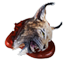 Lynx Head