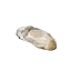 Oyster Flesh