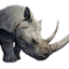 White rhinoceros