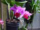 Longwood Gardens Pennsylvania 43.jpg