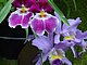 Longwood Gardens Pennsylvania 51.jpg