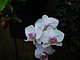 Longwood Gardens Pennsylvania 57.jpg