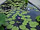 Longwood Gardens Pennsylvania 74.jpg