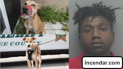 Florida deputies arrest man accused of taping dogs mouth shut